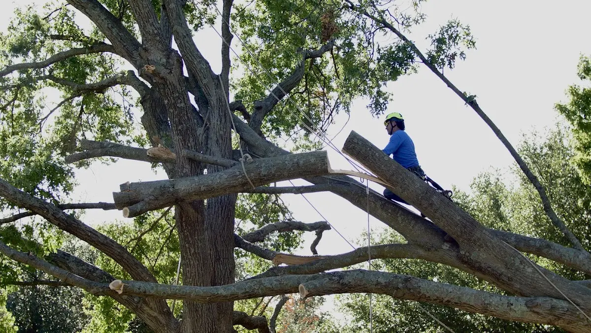 Professional Crown Thinning performed by certified arborists in Claremont